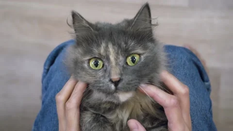 Fluffy cat Stock Footage 179838011