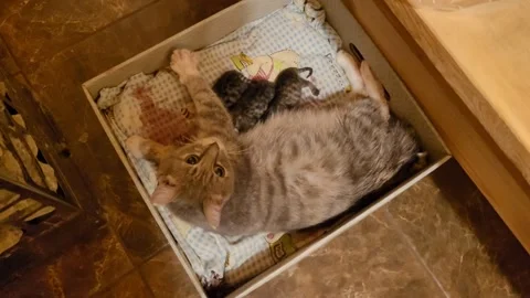 Fluffy cat gave birth to three kittens Stock Footage 255875662