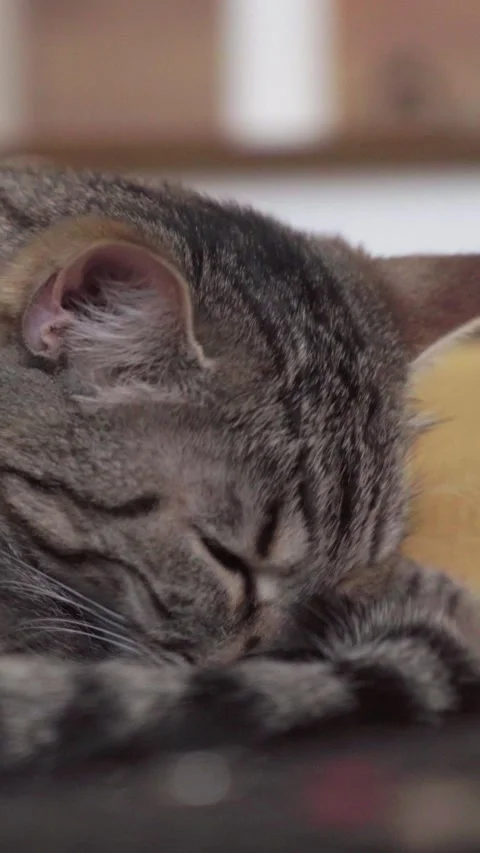 Fluffy cat getting ready for a nap indoors Stock Footage 336099350