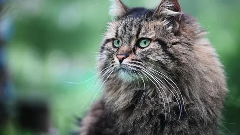 Fluffy cat gracefully posing amidst a colorful garden setting Vídeo Stock 287354041