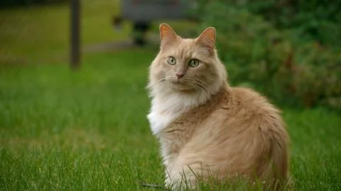Fluffy Cat in the Grass Stock Photos