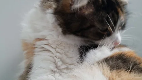 Fluffy Cat Grooming Video stock 94499921