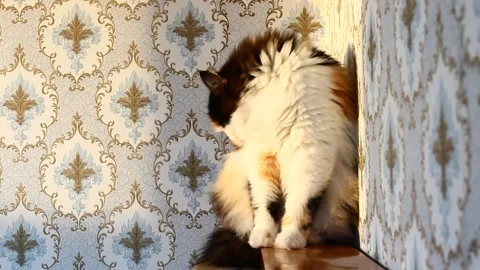 Fluffy cat grooming Stock Footage 167481359