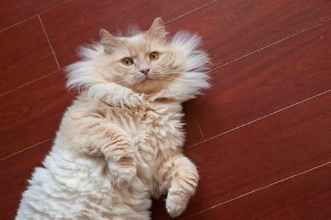 Fluffy cat on its back looking up Stock Photos