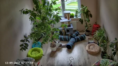 Fluffy Cat Knocks Over Tree Causing Other Cat to Flee, Russia - 13 Sep 2022 Stock Footage 217239015