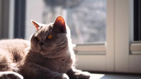 Fluffy cat laying in the sun 2 Video stock 146746604