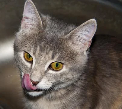 Fluffy cat licked Stock Photos