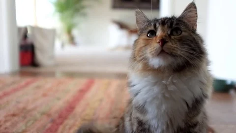 Fluffy cat licks her face. Stock-Footage 74403635