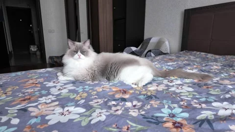 Fluffy cat lies on bed in cozy room with floral bedding during afternoon hours Stock Footage 335624019