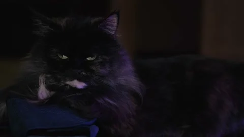 Fluffy cat lies in dark and turns its head sharply Video stock 218317145