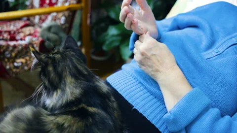 Fluffy cat lies on the lap of an elderly woman with her back to the camera. A wo Stock Footage 103032605