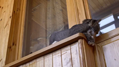 A fluffy cat with a lion cut standing on a wooden balcony ledge looking Stock Footage 344764672