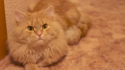 A fluffy cat looking at the camera Stock Footage 57356327