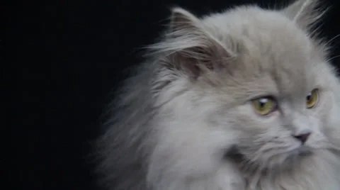 A fluffy cat looks around something in a  close face shot Stock Footage 35488451