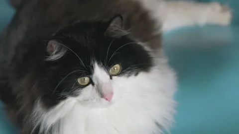 Fluffy cat looks in front of him and at the camera Stock Footage 232633621