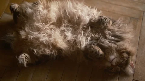Fluffy cat lounging on its back on a warm wooden floor, comfort relaxation Stock Footage 337615159
