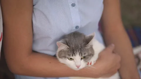 Fluffy cat lying on a blue blanket. a guy and a girl stroking a cat with his Stock Footage 94632986