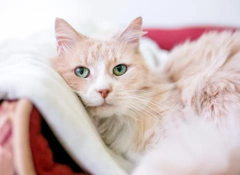 A fluffy cat lying down in a comfortable pet bed Stock Photos