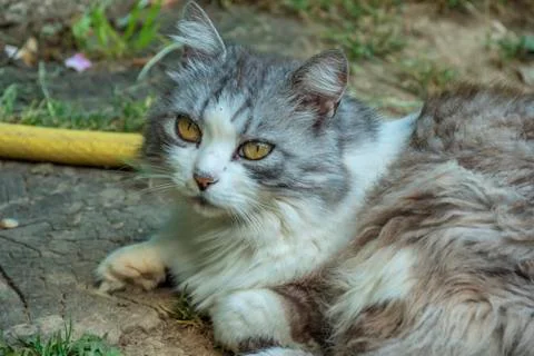 Fluffy cat lying on the floor Stock Photos