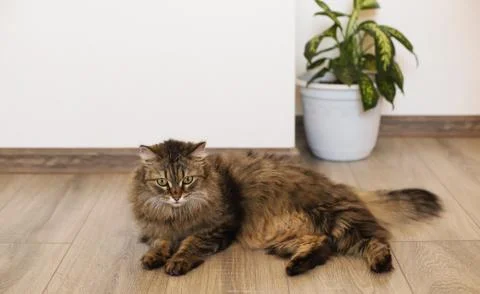 Fluffy cat lying on the floor Stock Photos