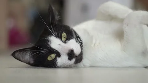 Fluffy cat lying on the floor posing for portraits Stock Footage 137677726