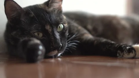 Fluffy cat lying on the floor posing for portraits Stock Footage 137677794