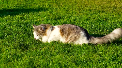 Fluffy cat lying on green grass. Video stock 341109891