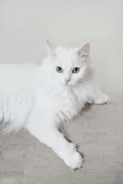 Fluffy cat lying on sofa. Stock Photos