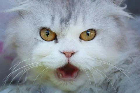 Fluffy cat meows. Stock Photos