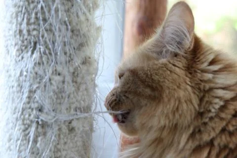 Fluffy Cat Next to Scratching Post 写真素材