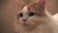 Fluffy Cat With Orange Points Close Up On Face HD HD 影片