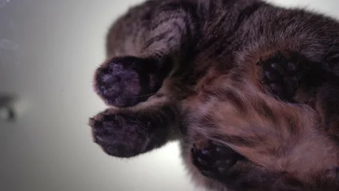 Fluffy cat paws. View from below Stock Footage 211435727