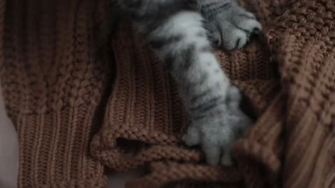 Fluffy cat paws on a warm plaid in bed. Cozy home atmosphere video. Stock Footage 195300155