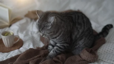 Fluffy cat paws on a warm plaid in bed. Cozy home atmosphere video. Stock Footage 195728547