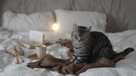 Fluffy cat paws on a warm plaid in bed. Cozy home atmosphere video. Stock Footage 195728578
