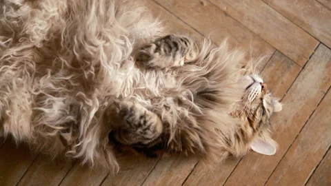 Fluffy  cat peacefully sleeping on its back on a smooth wooden floor Stock Footage 337152752