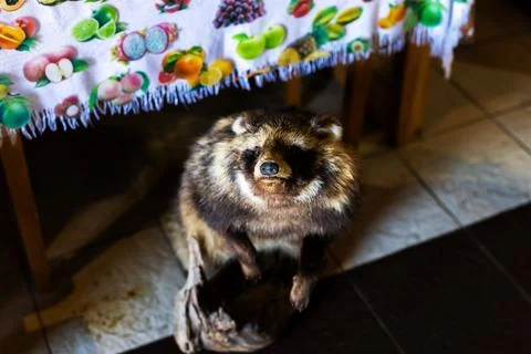 Fluffy cat perched in basin, kitchen floor under table with fruit patterned c Foto stock