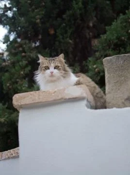 Fluffy cat perching Stock Photos