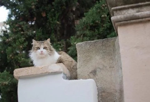 Fluffy cat perching Foto stock