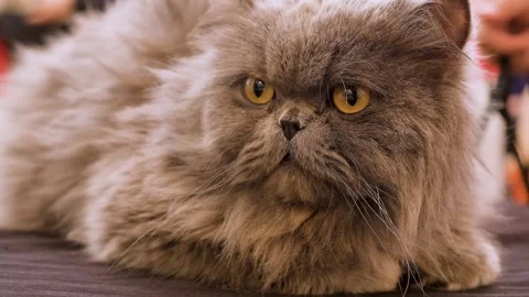 Fluffy cat persian breed. Ragg doll flat faced black cat Stock Footage 343809495