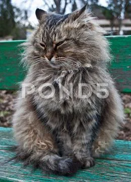 Fluffy cat Stock Photos