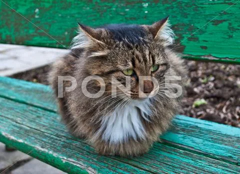 Fluffy cat Stock Photos
