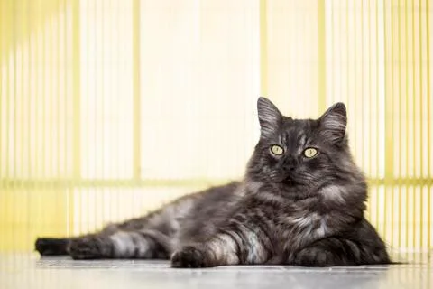 Fluffy cat Stock Photos