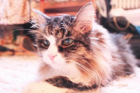 Fluffy cat Stock Photos