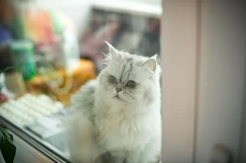 Fluffy cat. Stock Photos