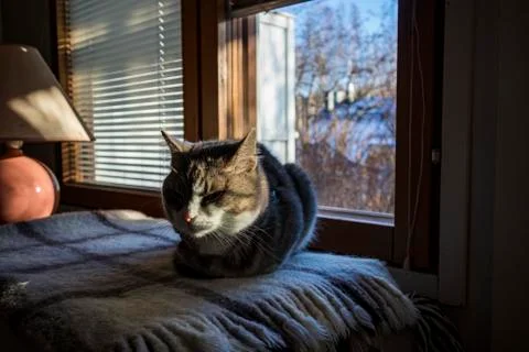 Fluffy Cat Stock Photos