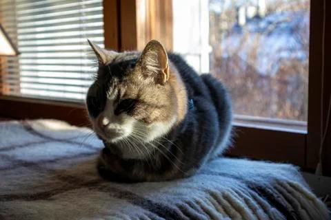 Fluffy Cat Stock Photos