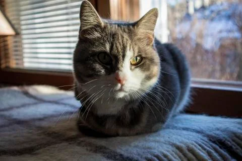 Fluffy Cat Stock Photos