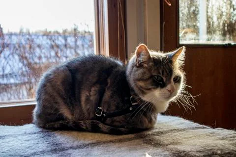 Fluffy Cat Stock Photos