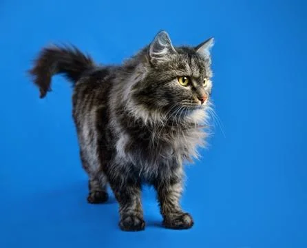 Fluffy cat Stock Photos